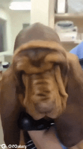 Webbed skin on dog