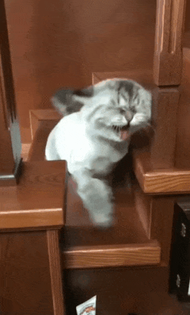 Nervous kitten