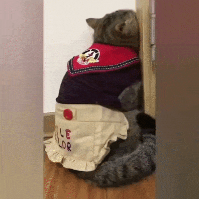 Cat in corner