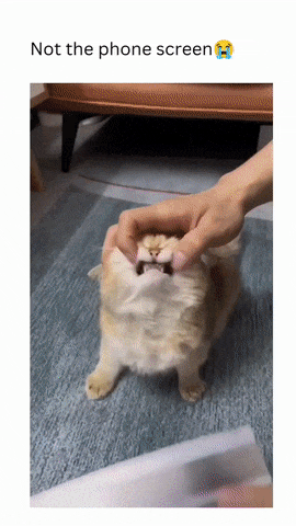 Suspect cat prisoner