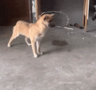 Smart dog and bait