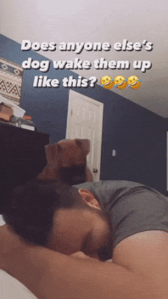 Dog wake up guy