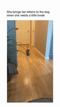 Dog takes care of the kittens