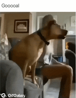Dog watches match