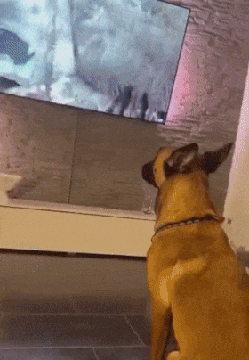 Dog watching video game