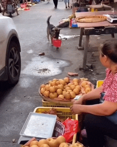 Dog buys pears and apples