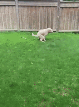 Dog goes to toilet in strong wind