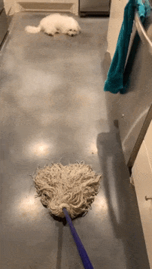 Dog and broom for cleaning