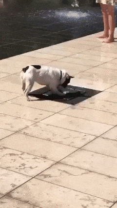 Dog and fountain