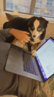 Dog and laptop