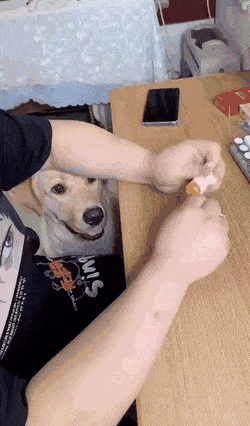 Dog and lollipop