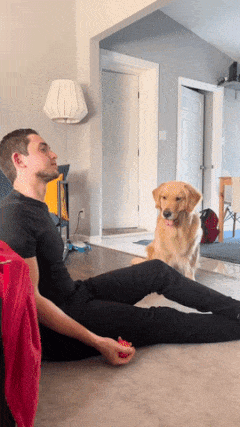 Dog and ball