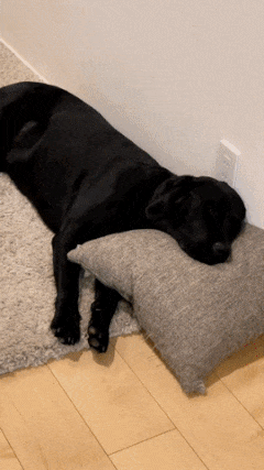 Dog and opening refrigerator