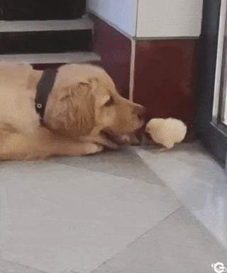 Dog and chicken in mouth