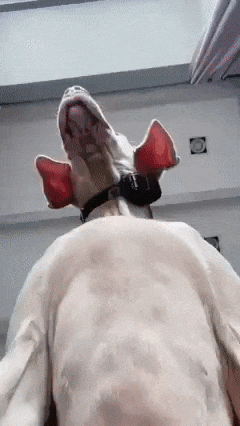 Dog and looking at camera