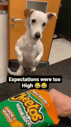 Dog and prank with food