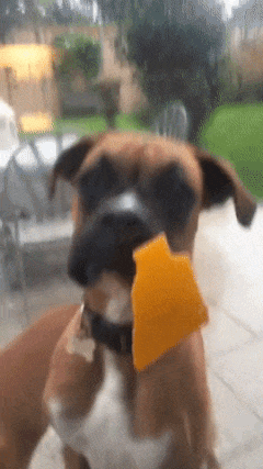 Dog and cheese behind glass