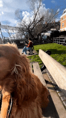 Dog and ice cream