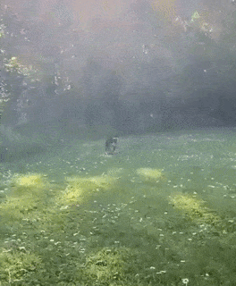 Dog and happy walking