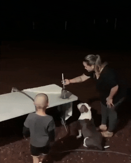 Dog and fireworks