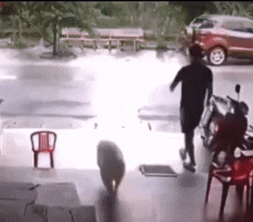 Dog trips to street