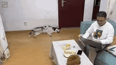 Dog reaction to stench