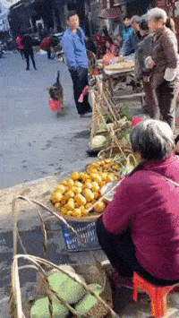 Dog buys apples