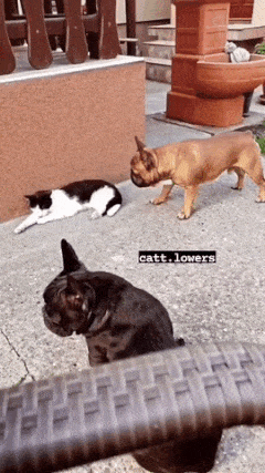 Dog barks at cat