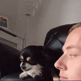 Dog licks man