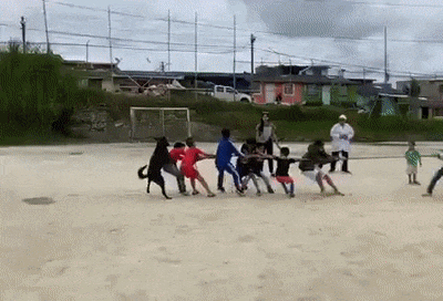 Dog pulls rope
