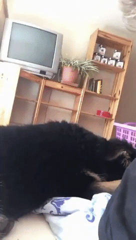 Dog reaction