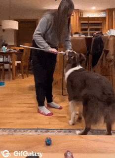 Dog with a sword