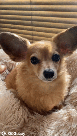 Dog with big ears