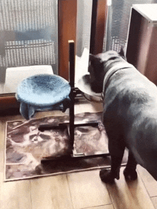 Dog is wiped with a towel