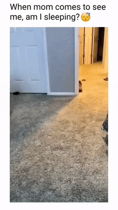 Dog is pretending to sleep
