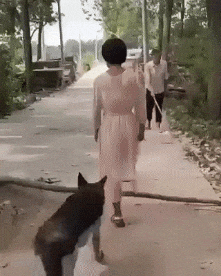 Dog blind man and tree