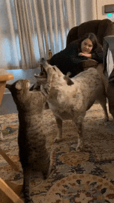 Dog knocks down cat