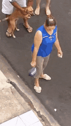 Dog protects owner