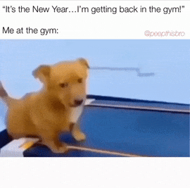 Dog on treadmill