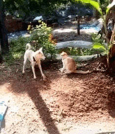 Dog hits cat