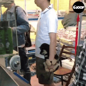 Dog in market