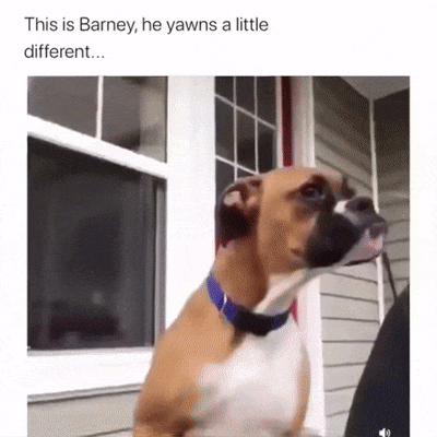 Dog yawns good morning