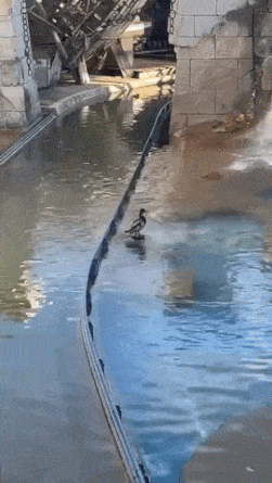 Duck and fountain