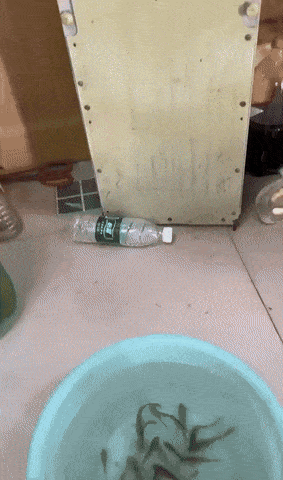 Fish pedicure parody