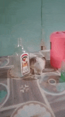 Drunk pigeon and brandy