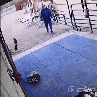 Rooster vs farmer