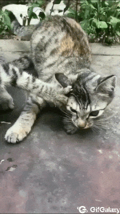 Greedy cat keeps food
