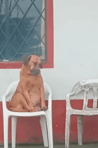 Sleepy dog on chair