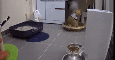 Frightened cat