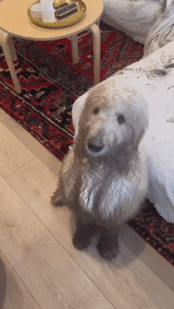Dirty dog in house